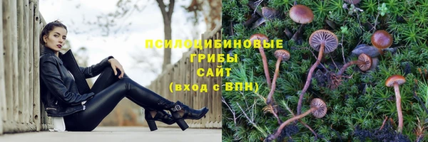 шишки Беломорск